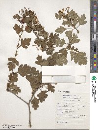 Crataegus oxyacantha image