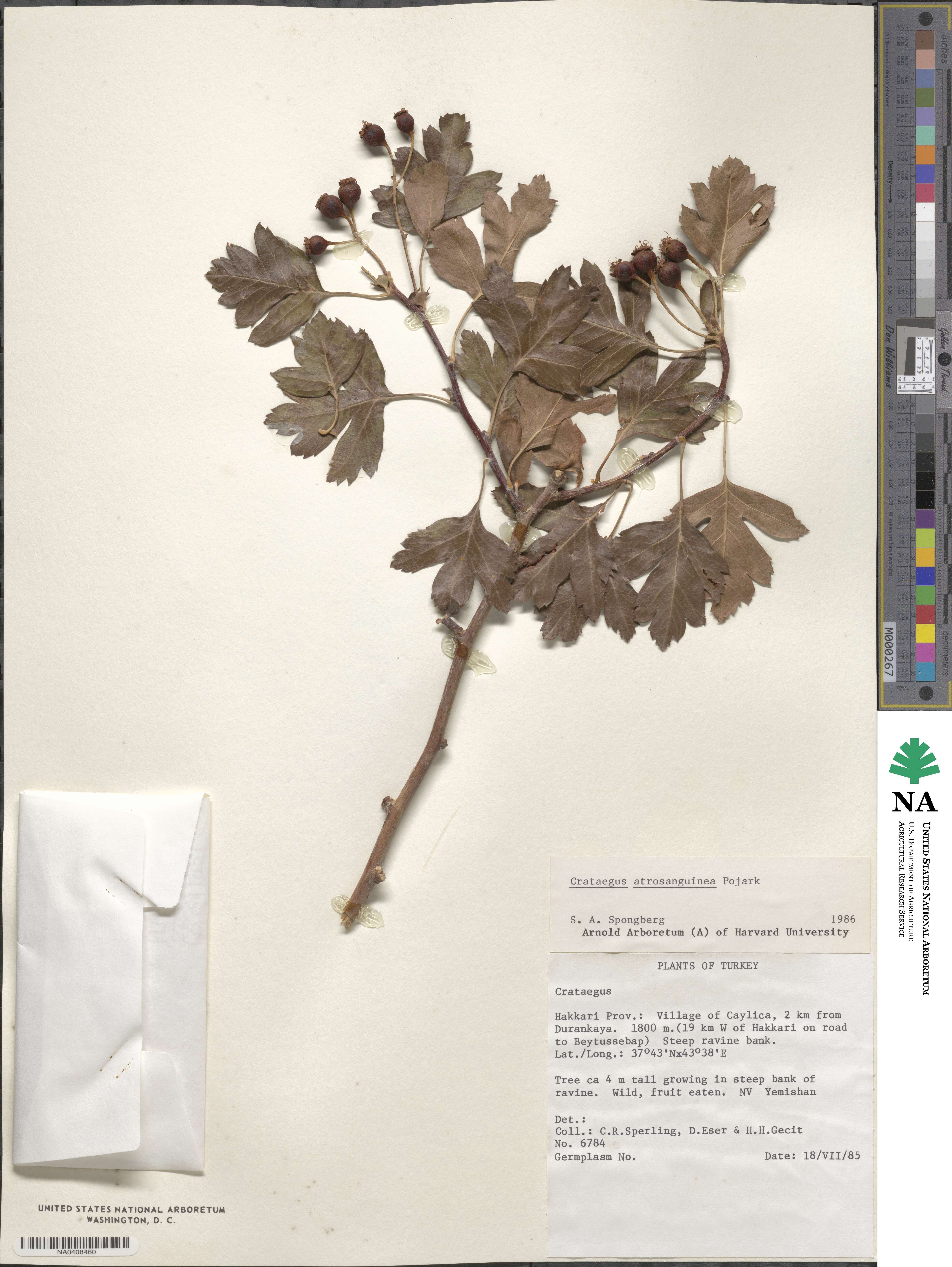 Crataegus ambigua subsp. ambigua image