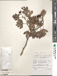 Crataegus ambigua image