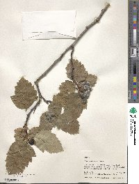 Crataegus chlorosarca image