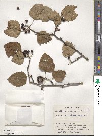 Crataegus chlorosarca image