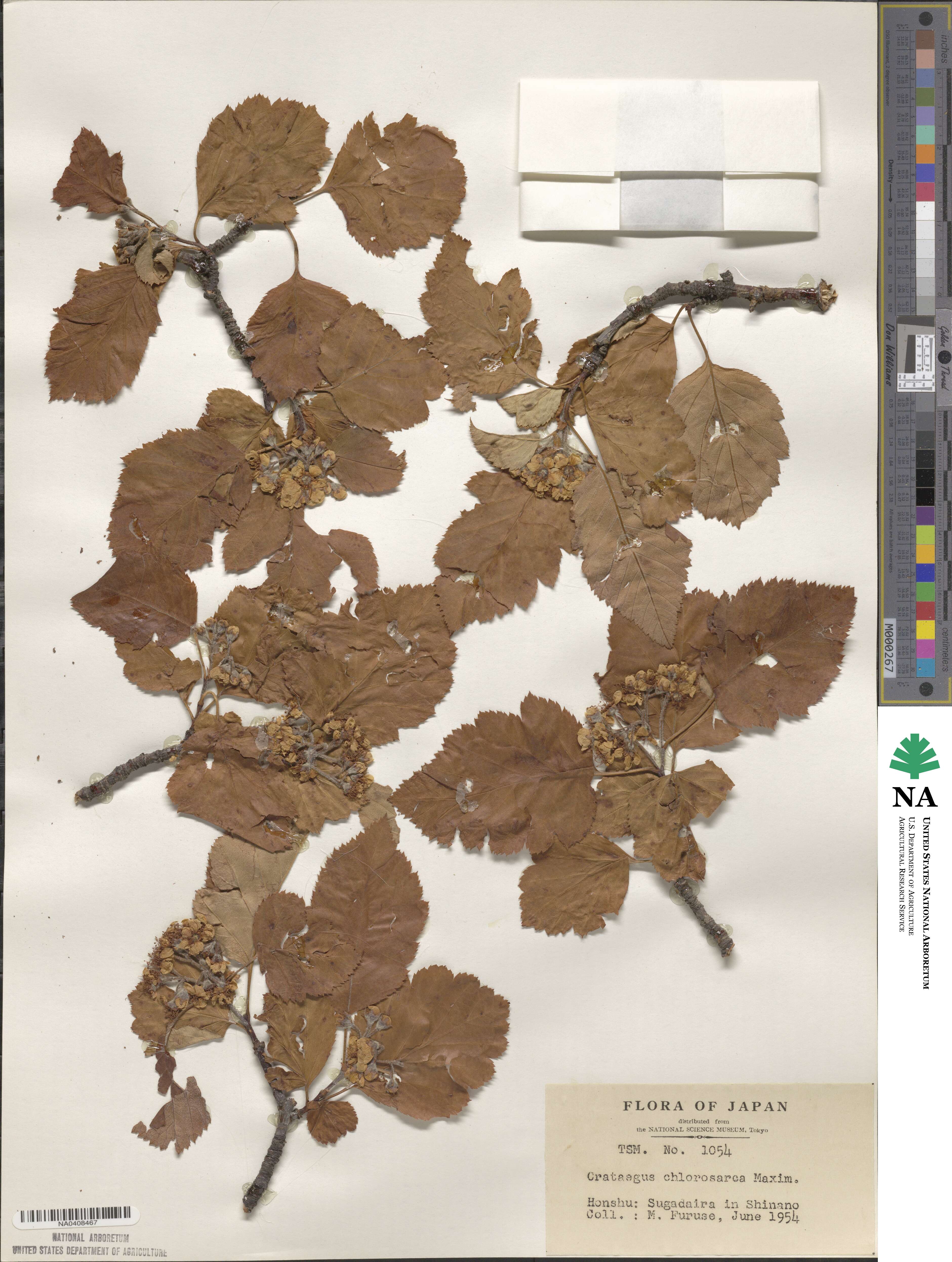 Crataegus chlorosarca image
