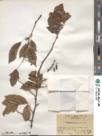 Crataegus cuneata image