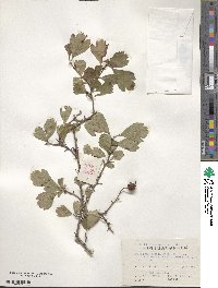 Crataegus cuneata image