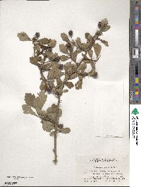 Crataegus cuneata image