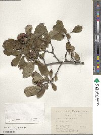 Crataegus cuneata image