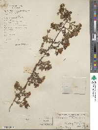 Crataegus cuneata image