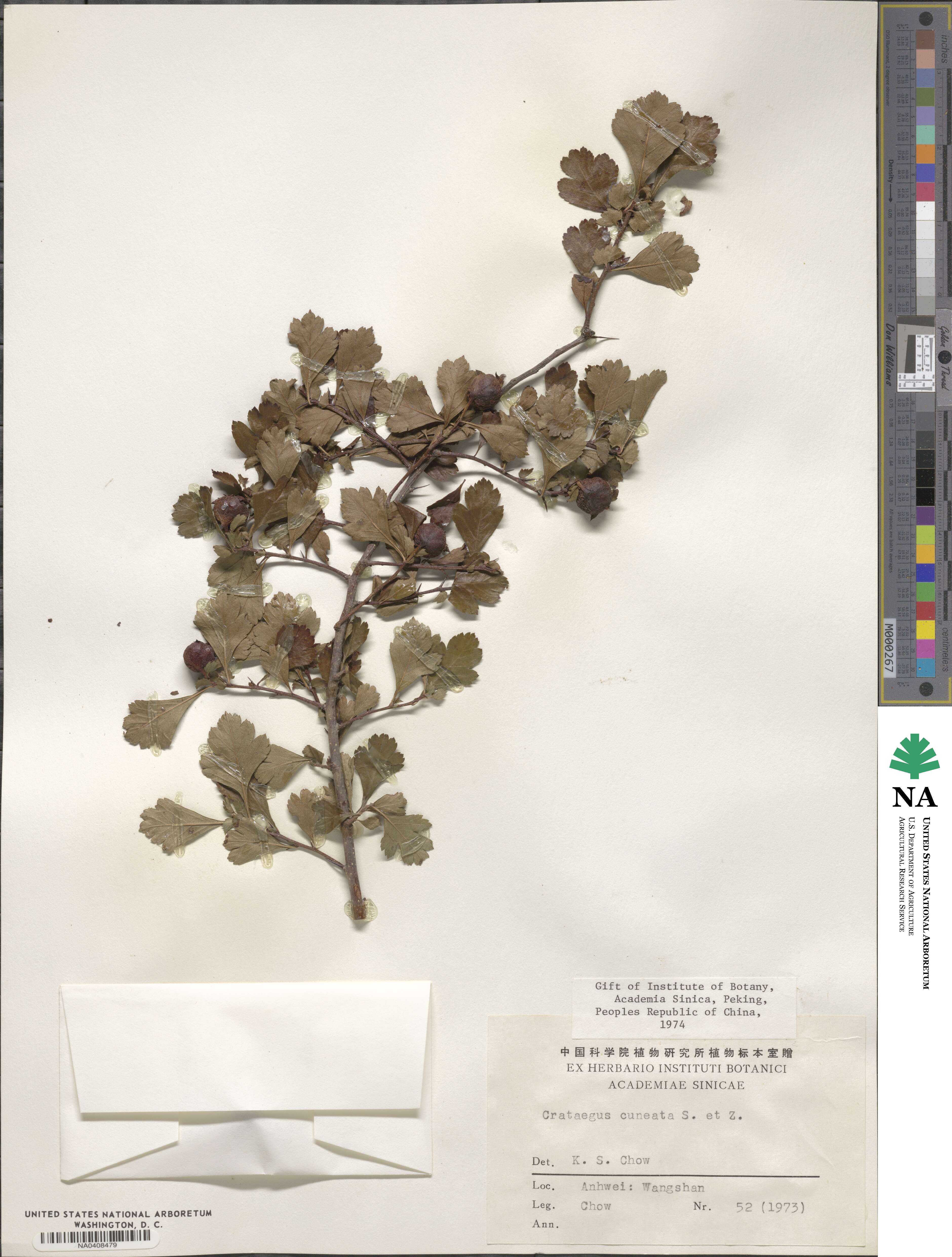 Crataegus cuneata image