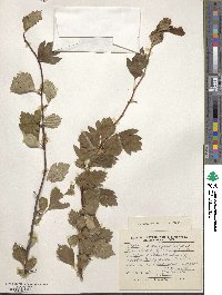 Crataegus dahurica image