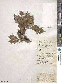 Crataegus dahurica image