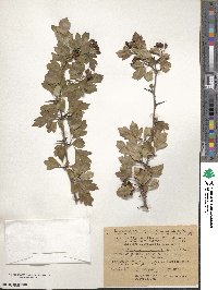 Crataegus dahurica image