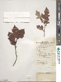 Crataegus dahurica image