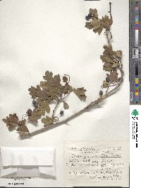 Crataegus meyeri image