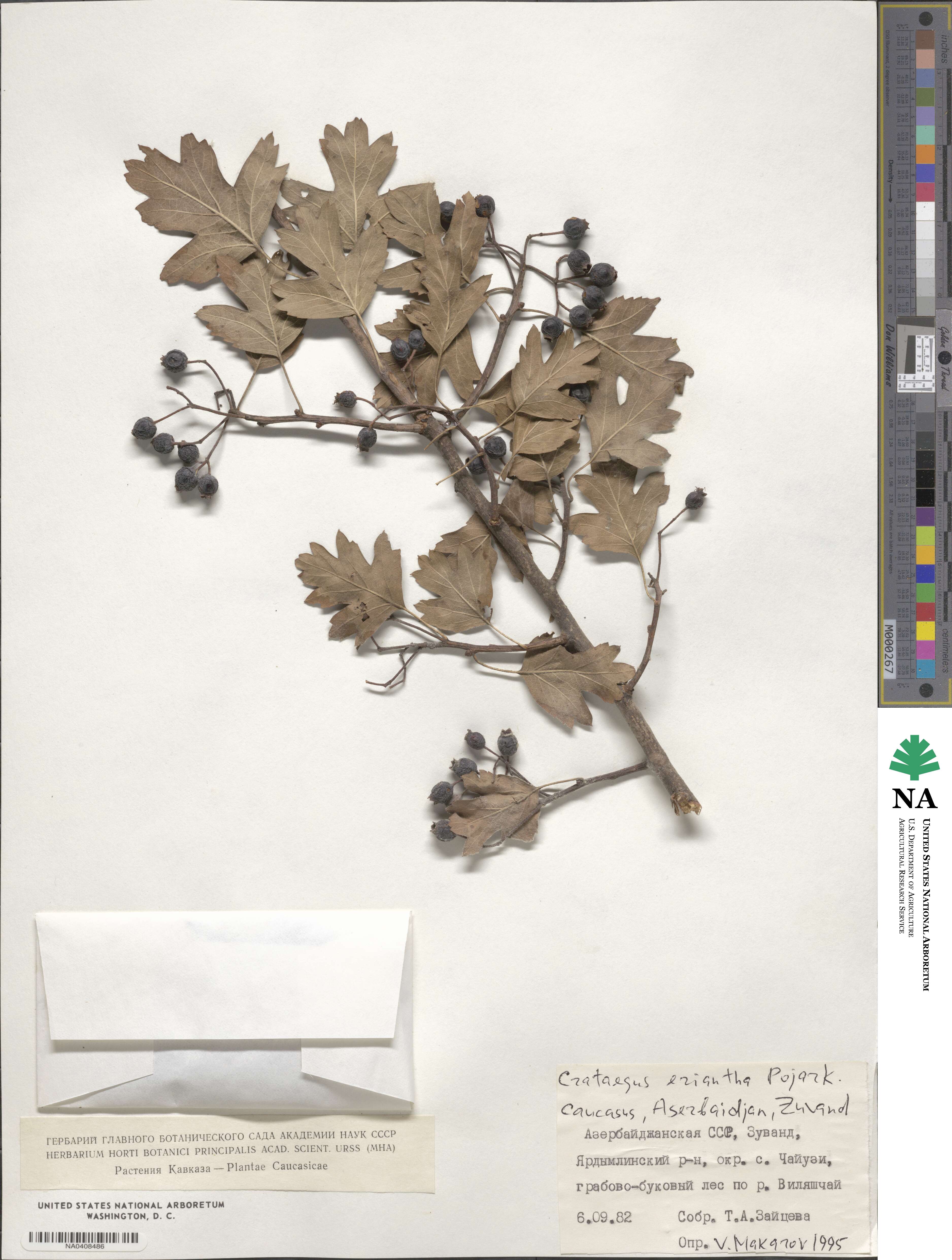 Crataegus meyeri image