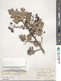 Crataegus meyeri image