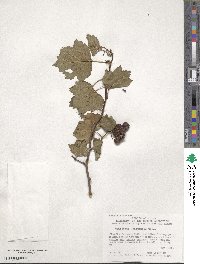 Crataegus kansuensis image