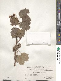 Crataegus pinnatifidus var. major image