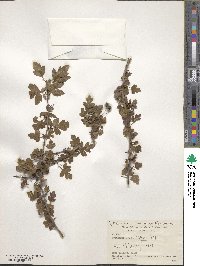 Crataegus monogyna image