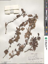 Crataegus monogyna image