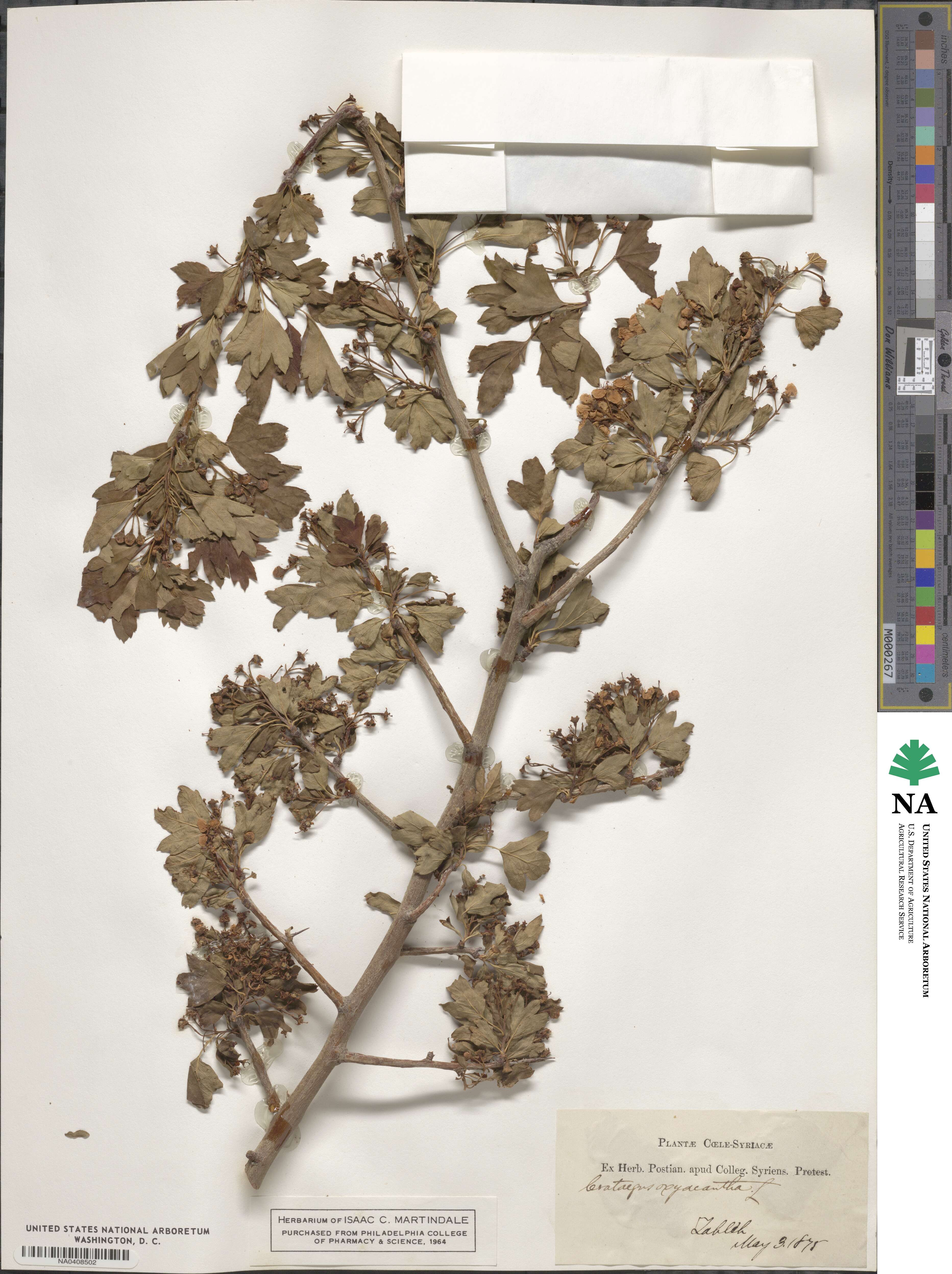 Crataegus oxyacantha image