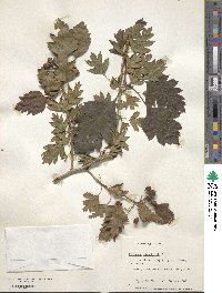 Crataegus pinnatifida image