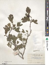 Crataegus pinnatifida image