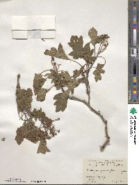 Crataegus pinnatifida image