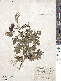 Crataegus pinnatifida image