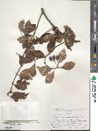 Crataegus calpodendron image