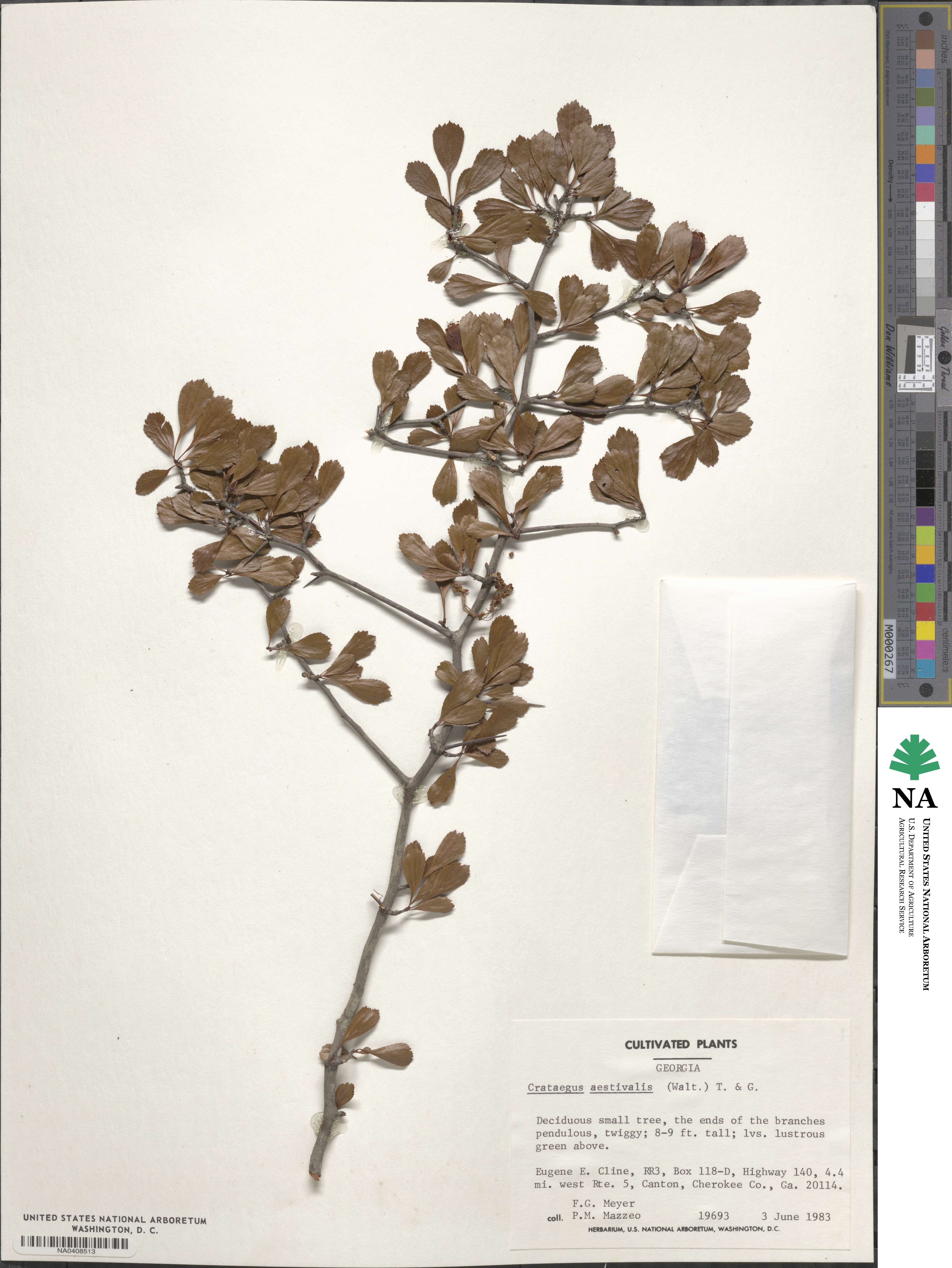 Crataegus aestivalis image