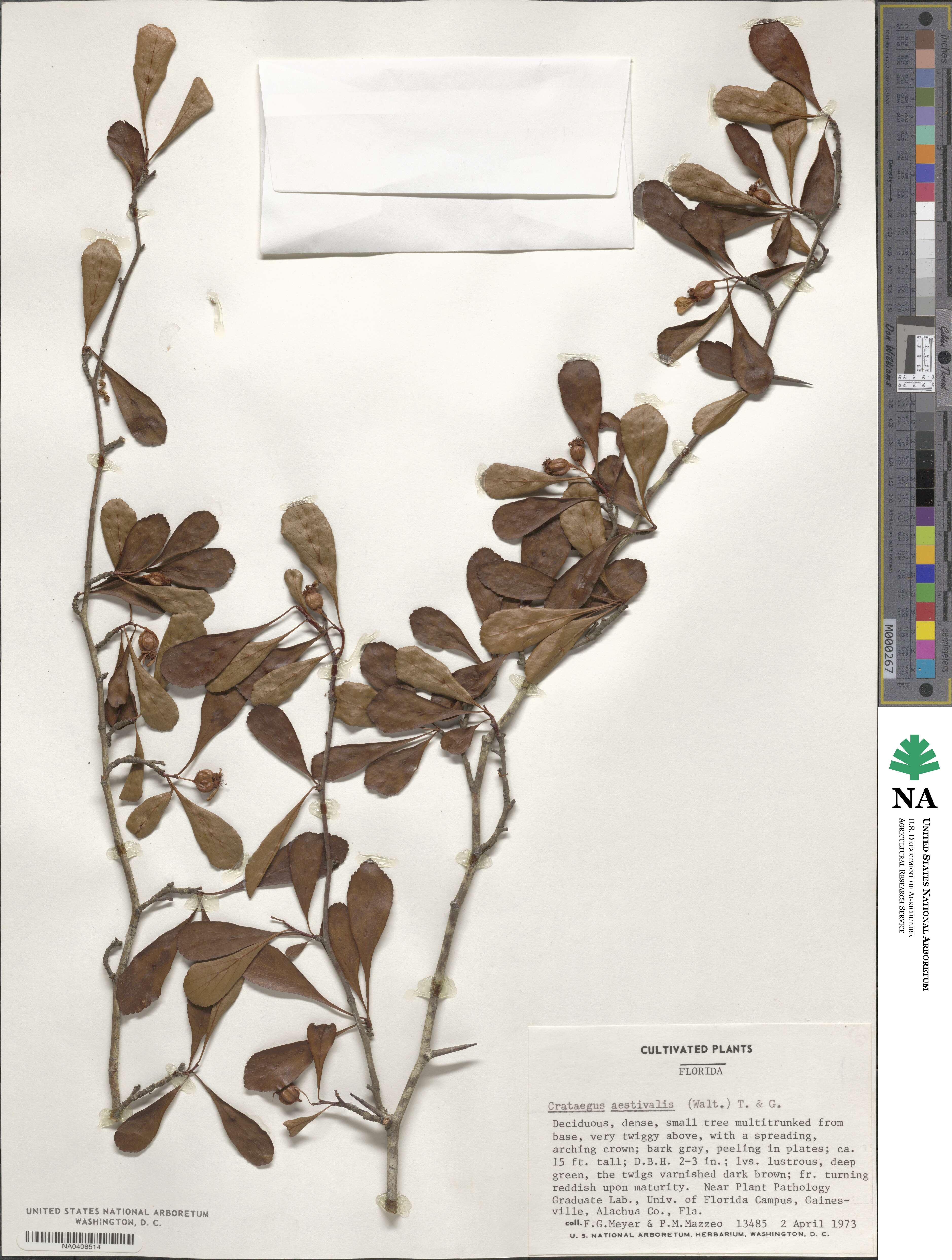 Crataegus aestivalis image
