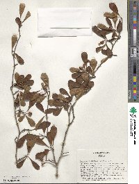 Crataegus aestivalis image