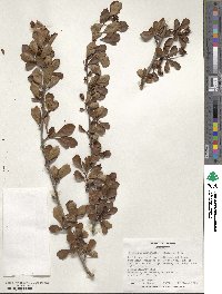 Crataegus aestivalis image