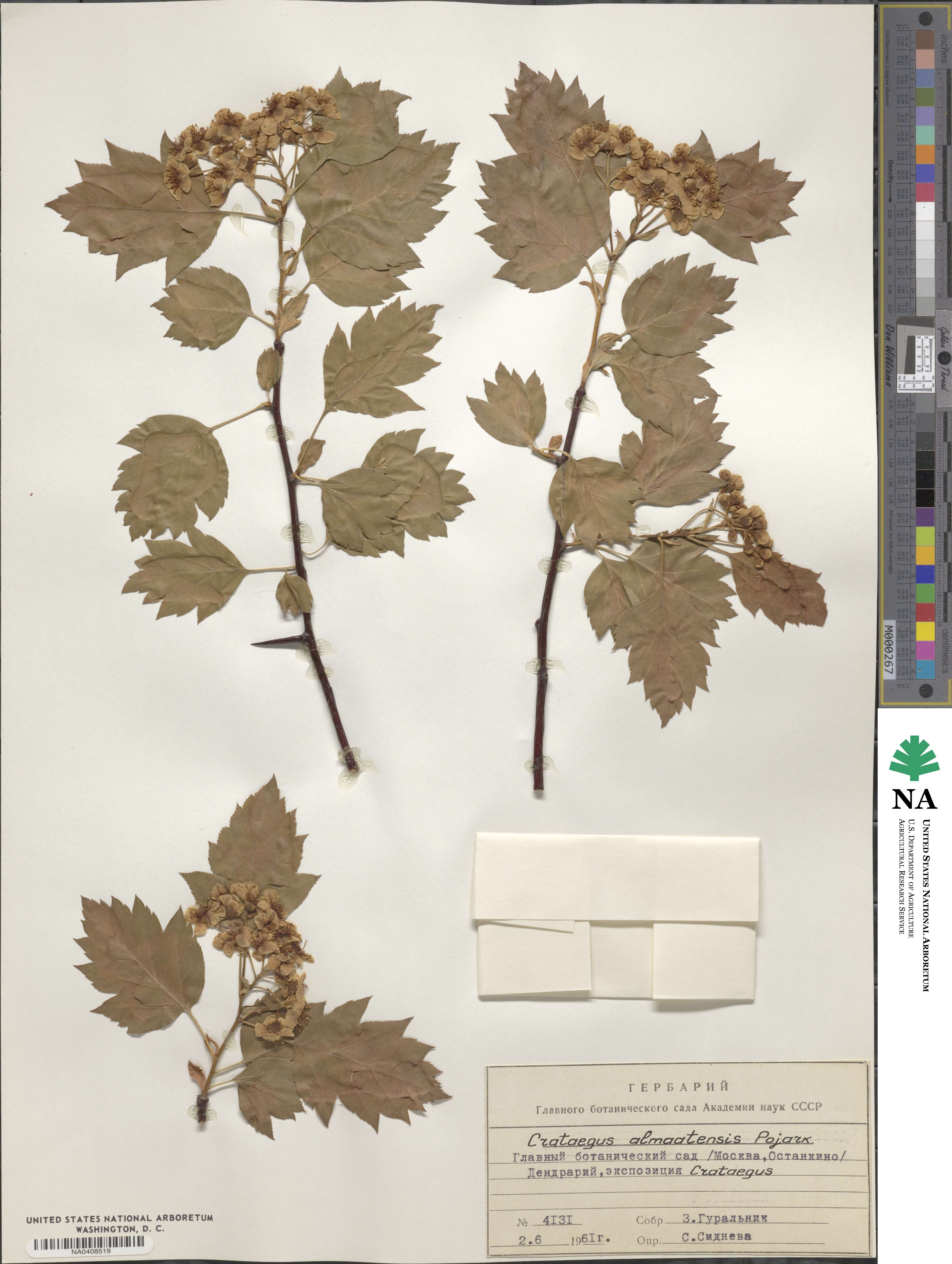 Crataegus almaatensis image