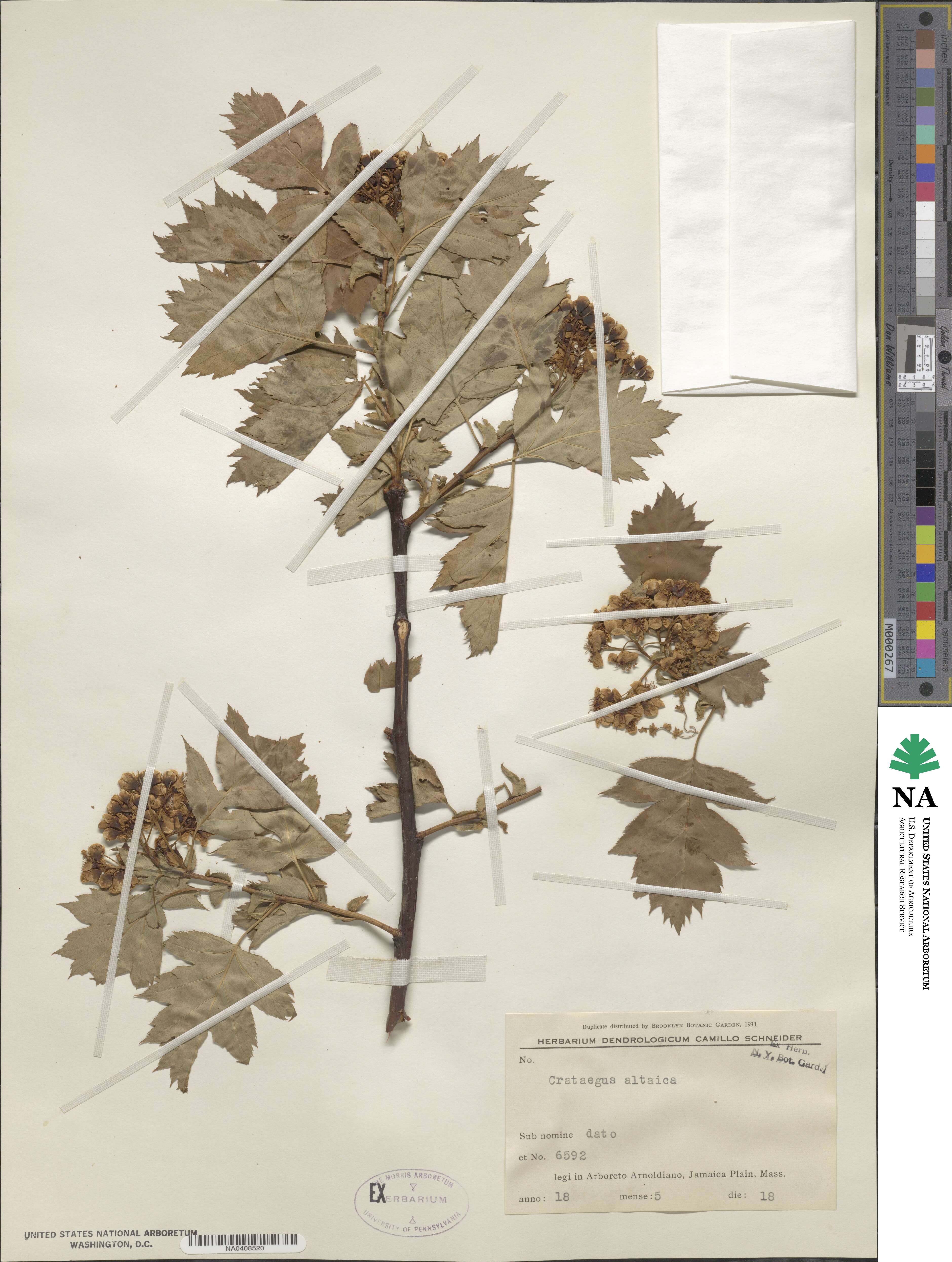 Crataegus chlorocarpa image