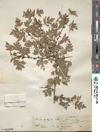 Crataegus ambigua image