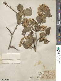 Crataegus ambigua image