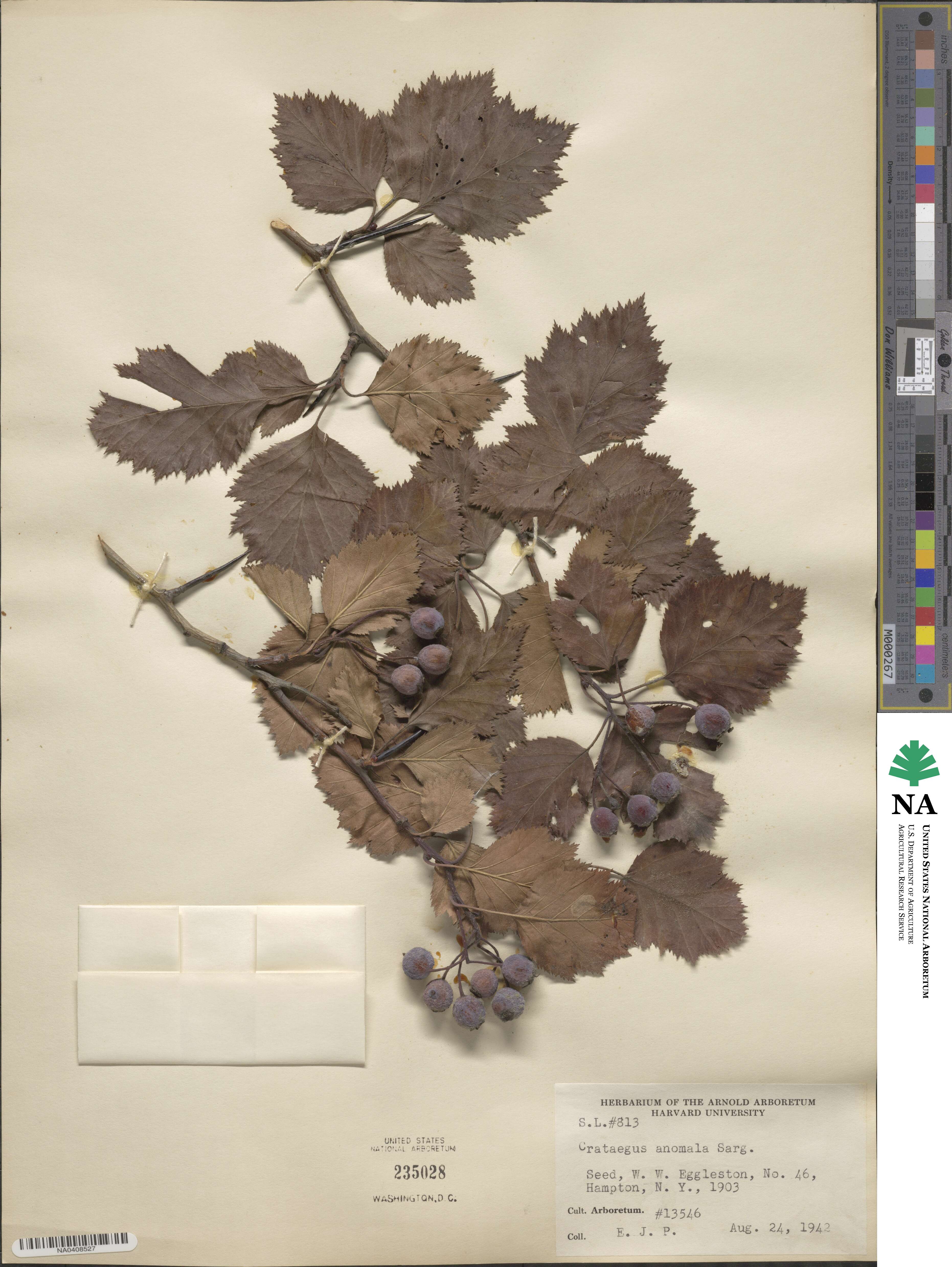 Crataegus holmesiana image