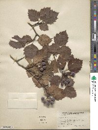 Crataegus holmesiana image