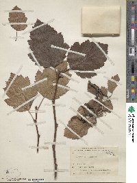 Crataegus mollis image