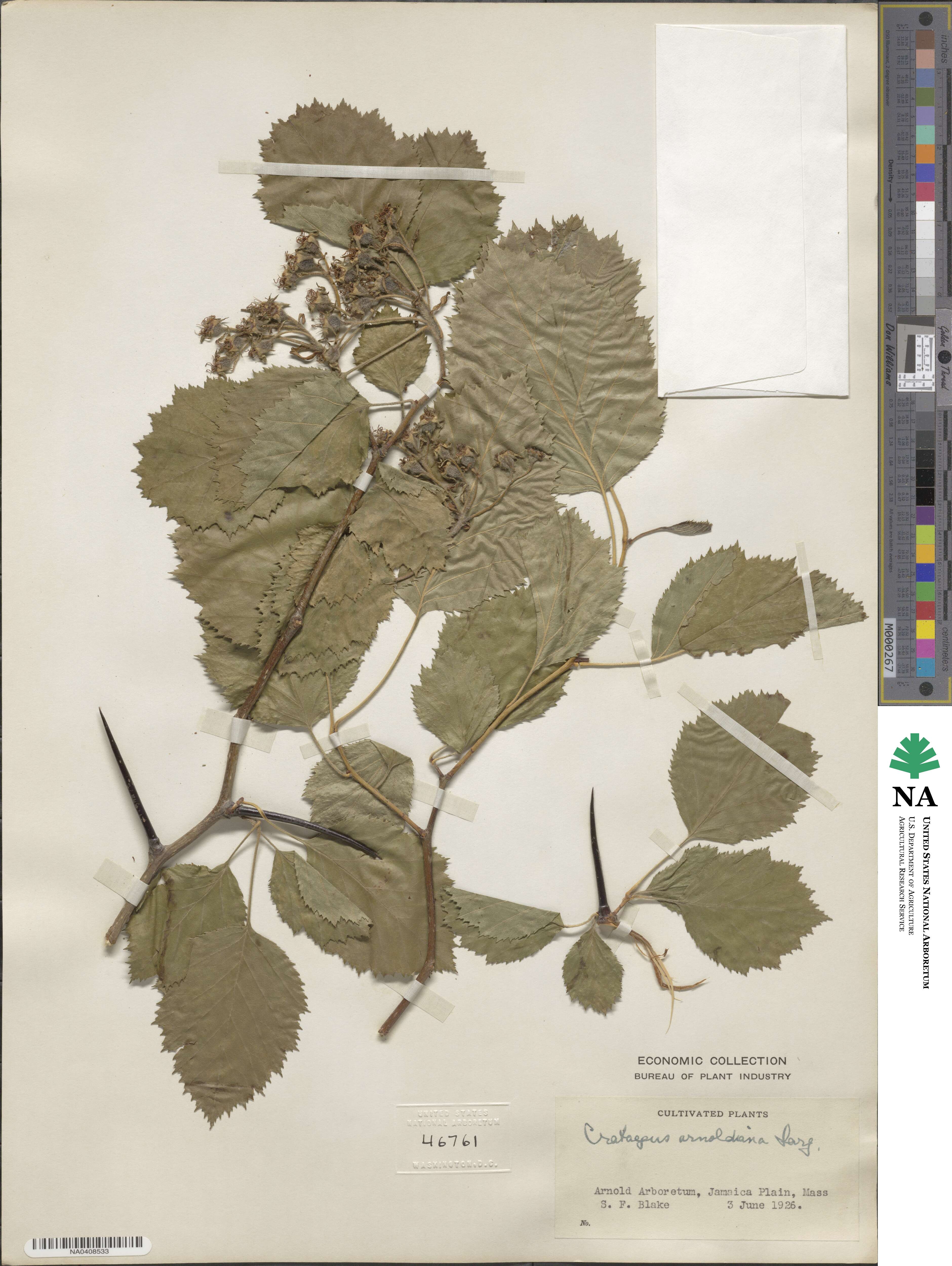 Crataegus × anomala image