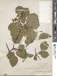 Crataegus × anomala image