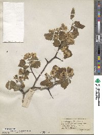 Crataegus × anomala image