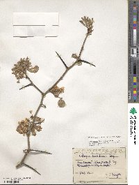 Crataegus × anomala image