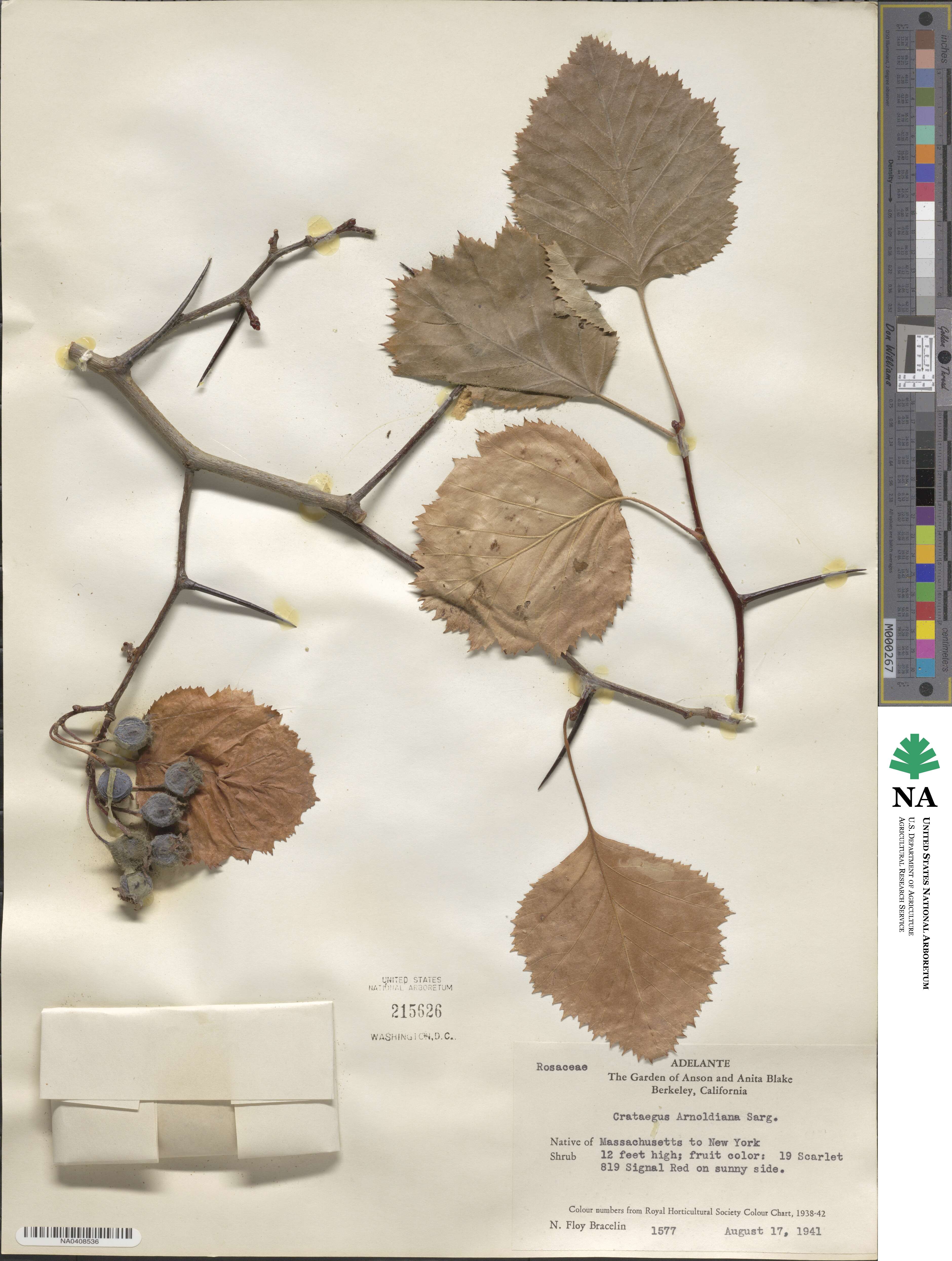 Crataegus × anomala image