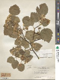 Crataegus × anomala image