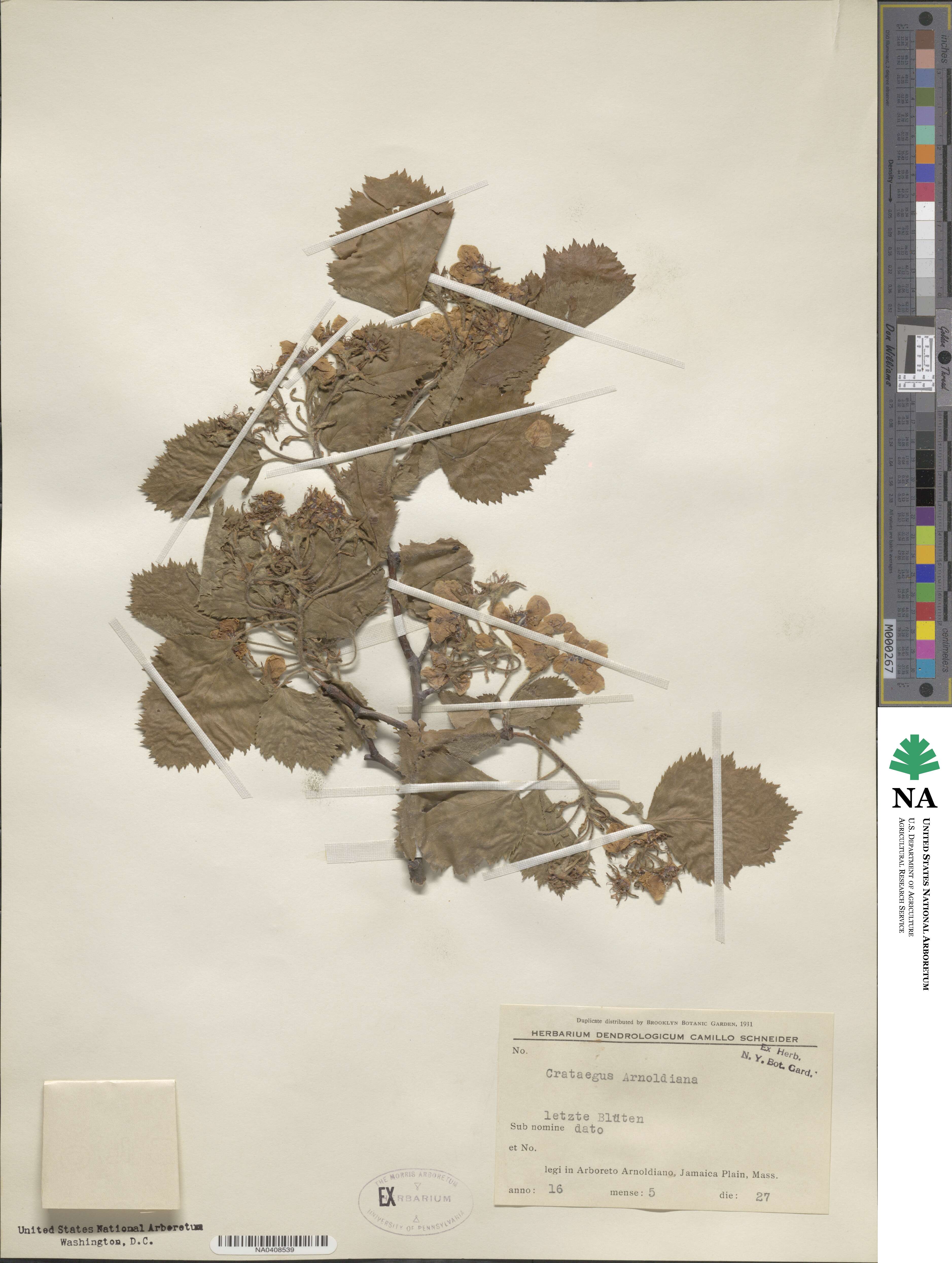 Crataegus × anomala image