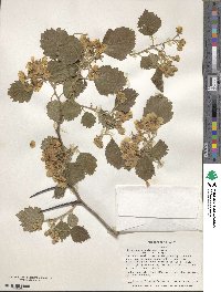 Crataegus × anomala image