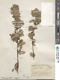 Crataegus chlorosarca image