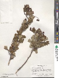 Crataegus azarolus image